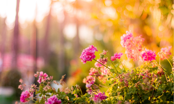 Get Your Garden Blooming This Summer