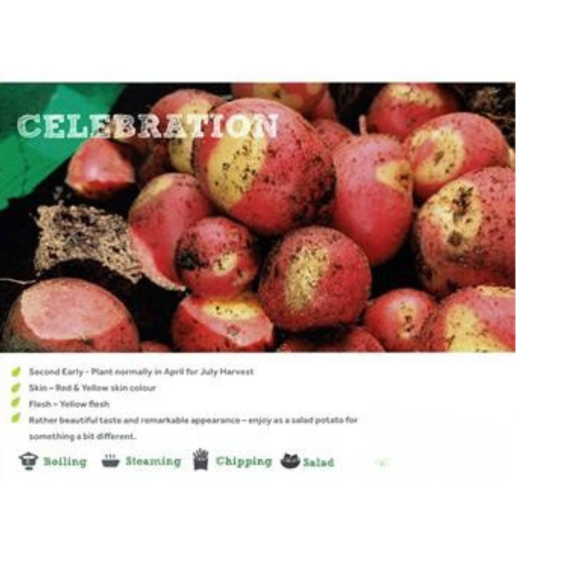 CELEBRATION SEED POTATOES 2KG