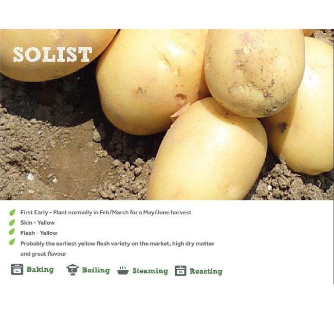 SOLIST SEED POTATOES 2KG