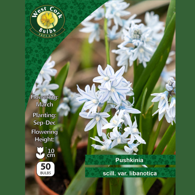 PUSCHKINIA SCILLOIDES VAR. LIBANOTICA 50 BULBS PACK