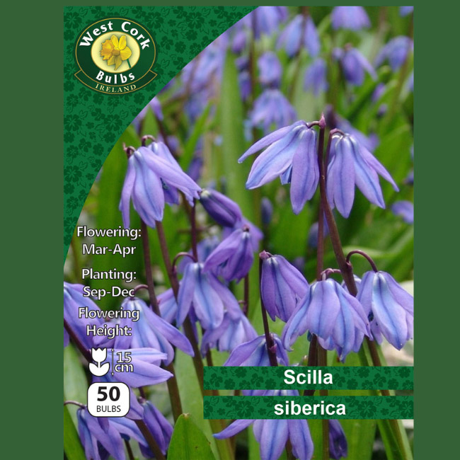 SCILLA SIBERICA 50 BULBS 6/7