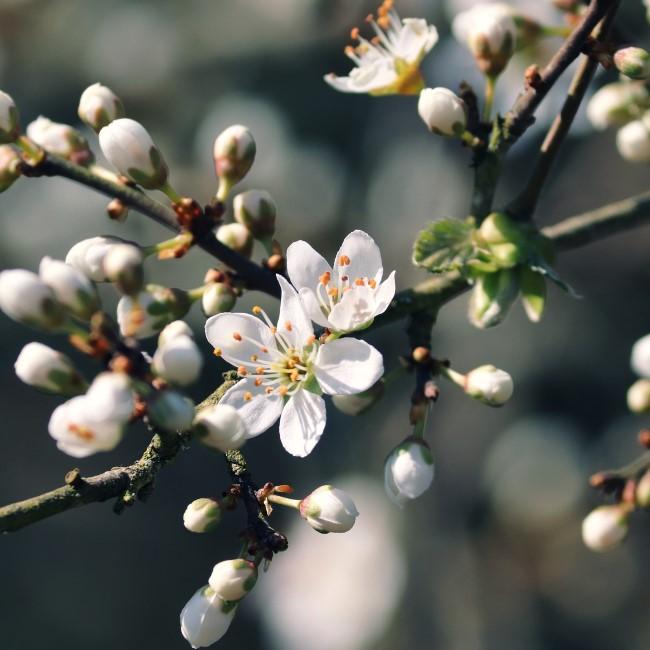 PRUNUS SPINOSA  60-90CM 1+1 B/R (BLACKTHORN)