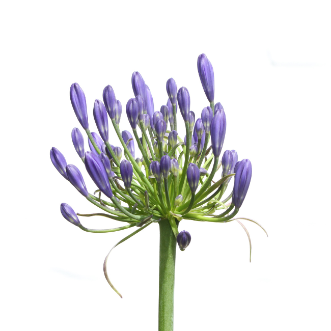 AGAPANTHUS VARIETIES 2 LTR