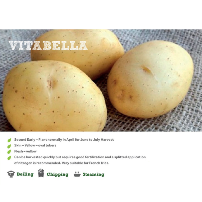 VITABELLA SEED POTATOES 2KG