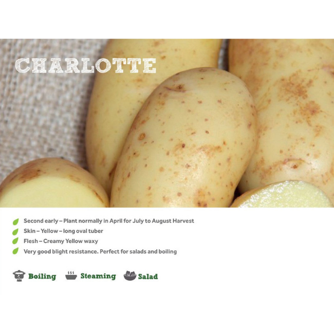 CHARLOTTE SEED POTATOES 2kg