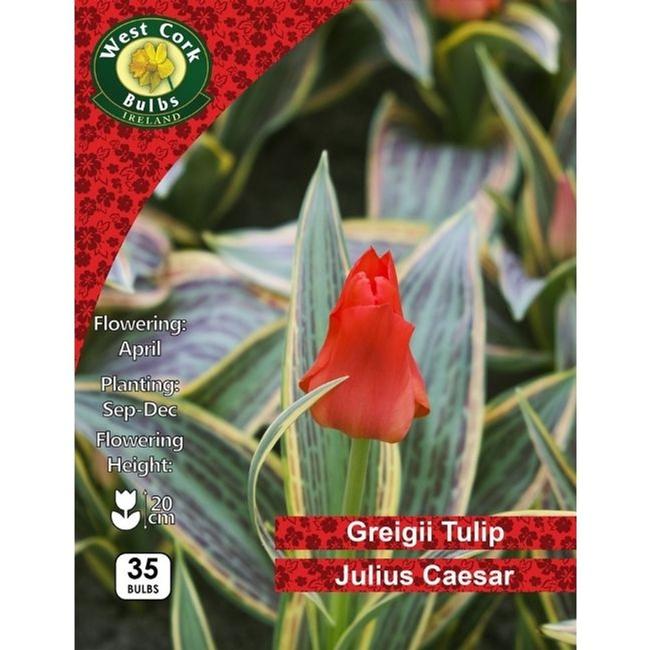 TULIP JULIUS CAESAR BULBS