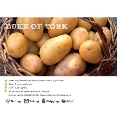 DUKE OF YORK SEED POTATOES 2KG