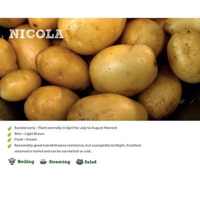 NICOLA SEED POTATOES 2KG