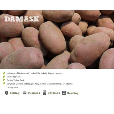 DAMASK SEED POTATOES 2KG