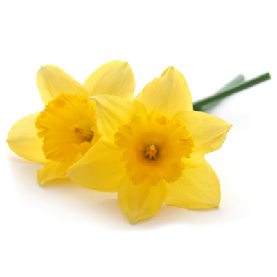 YELLOW DAFFODIL BULBS 3KG