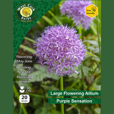 ALLIUM PURPLE SENSATION 20 BULBS 12/14