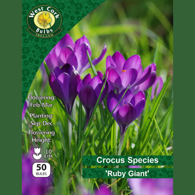 CROCUS RUBY GIANT 50 BULBS