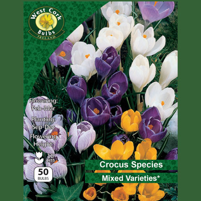 CROCUS SPECIES MIXED 50 BULBS PACK 5/+