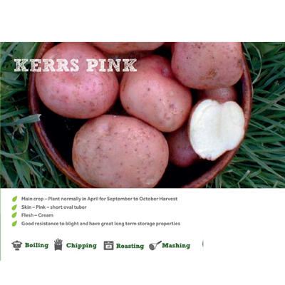 KERR PINK SEED POTATOES 2KG