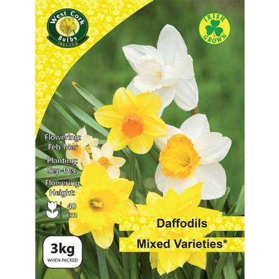 DAFFODIL BULB MIX VARIETIES 3KG