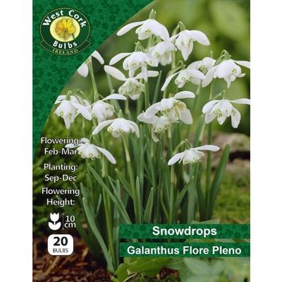 SNOWDROPS GALANTHUS NIVALIS DOUBLE FLORE PLENO BULBS 