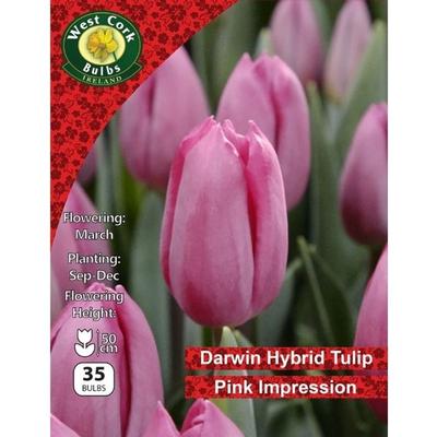 TULIP PINK IMPRESSION BULBS 