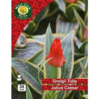 TULIP JULIUS CAESAR BULBS